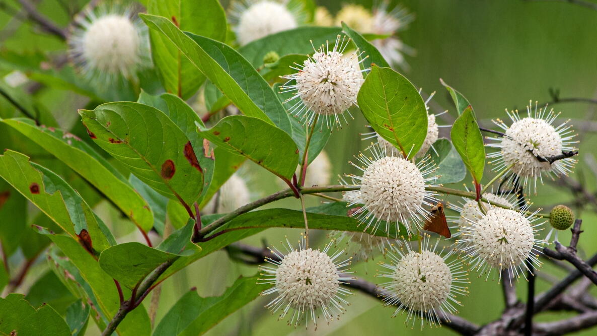 Buttonbush (Cephalanthus occidentalis)