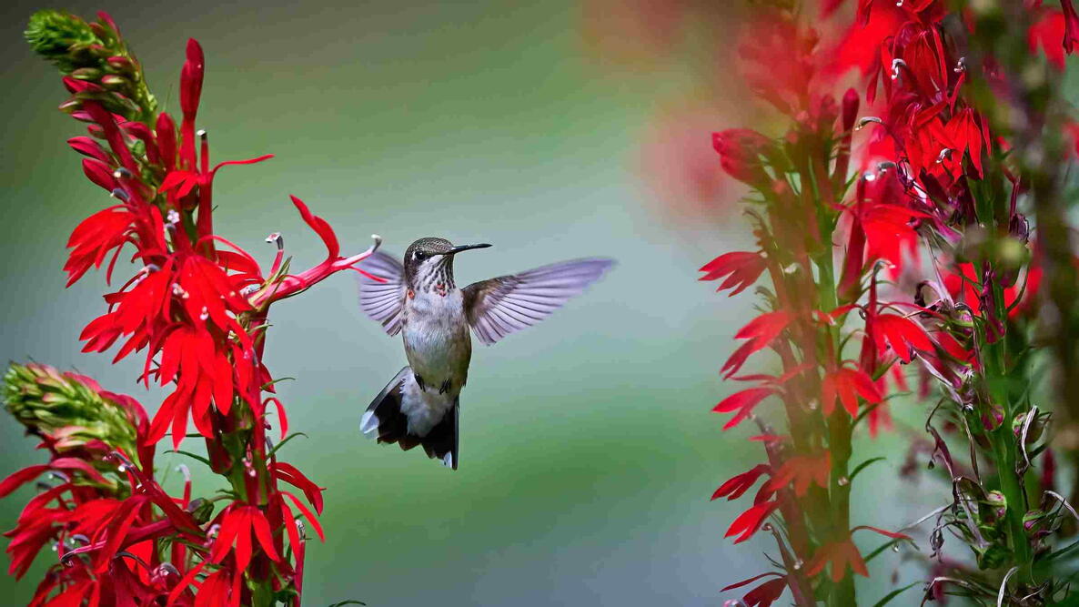 Juvenile male Ruby-throated Hummingbird feeding on a cardinal flower (Lobelia cardinalis) 
