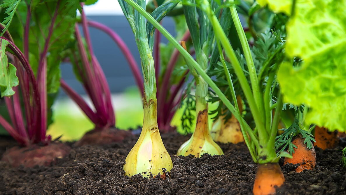 Carrot Companion Plants Hero Image