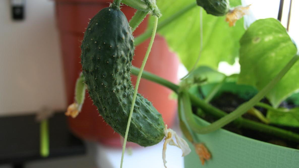 Cucumber in indoor container 