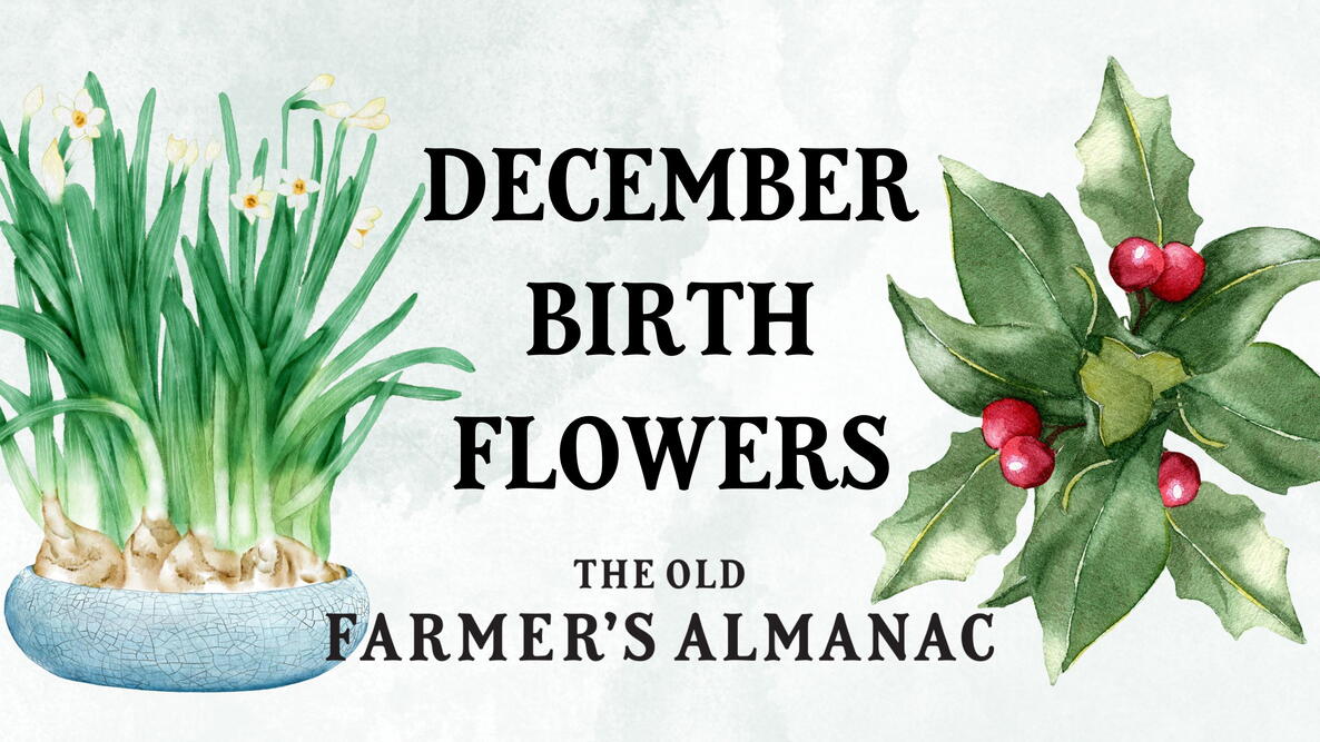 December Birth Flowers: Holly and Narcissus 