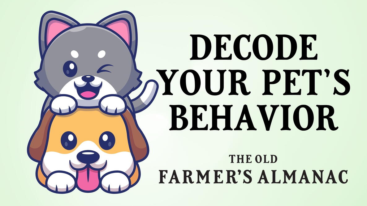 dog and cat, decode your pet's behavior