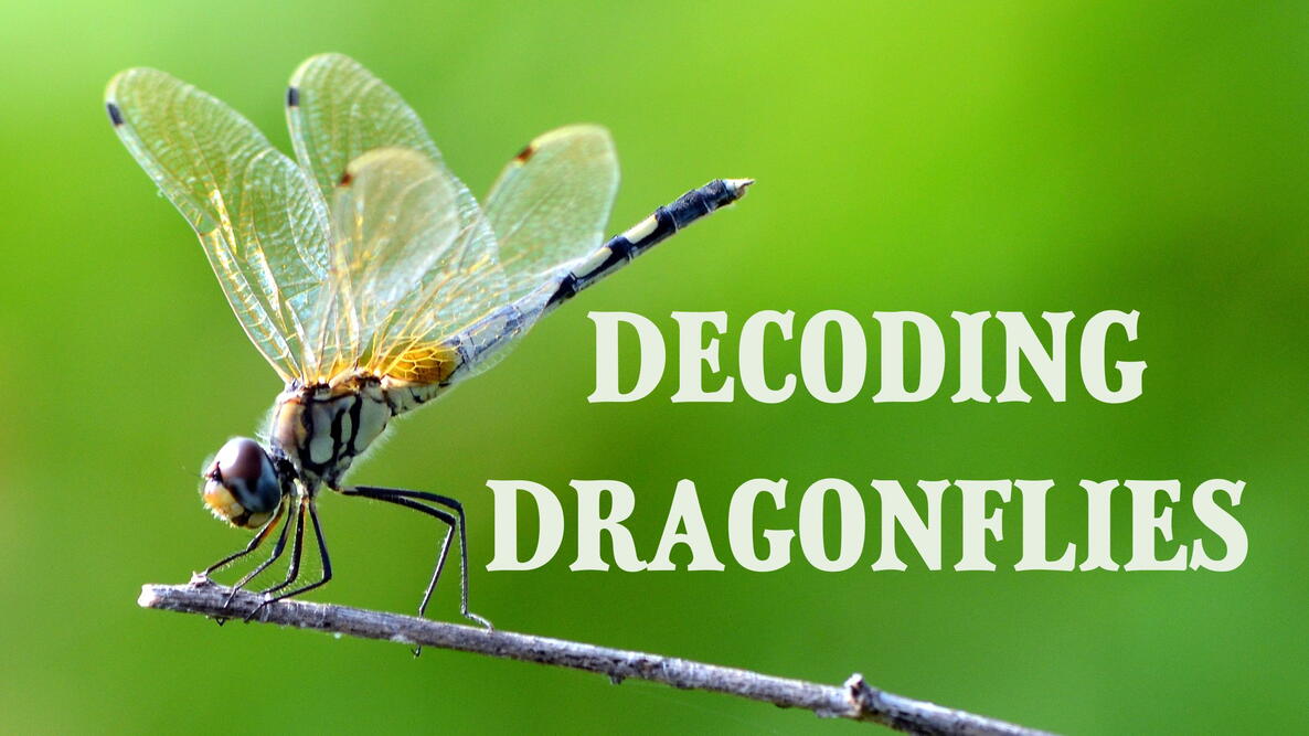 dragonfly on a stick, decoding dragonflies