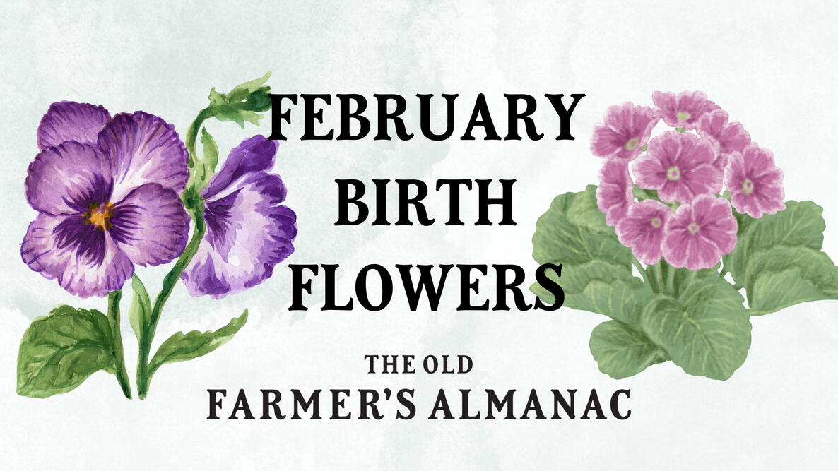 February Birth Flowers: Violets and Primroses