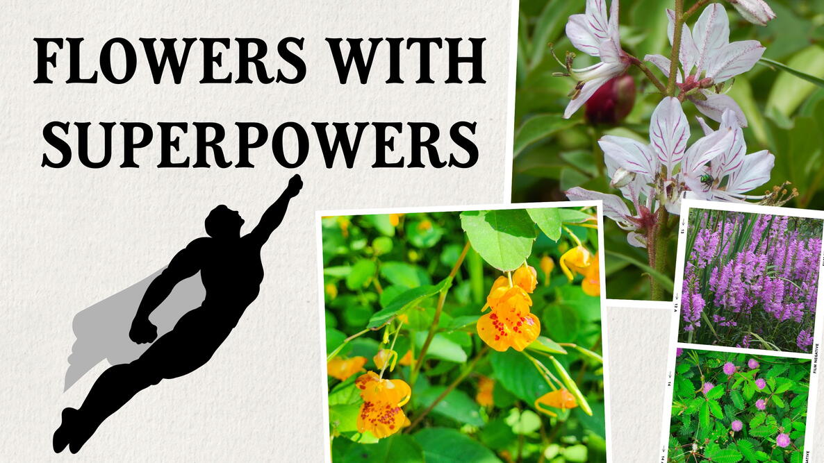flowers with superpowers with superhero graphic
