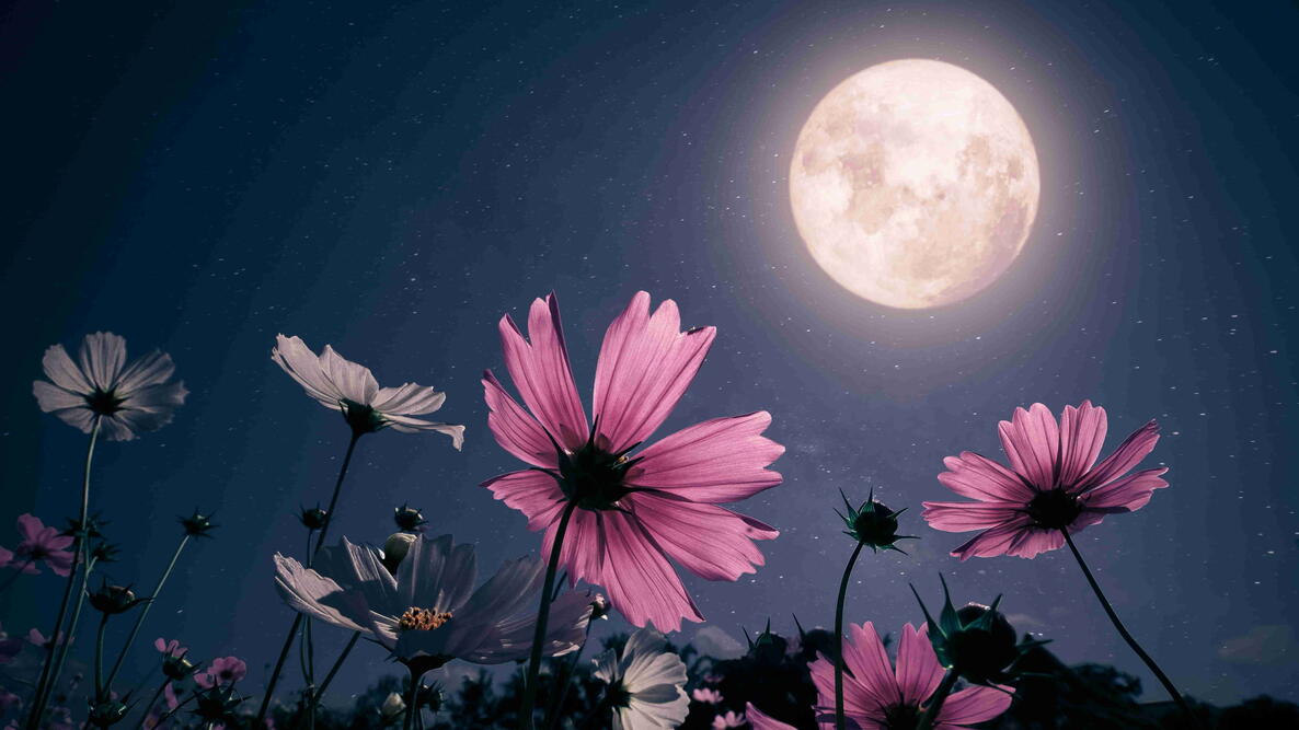 Full Moon shining above pink and white flowers at night