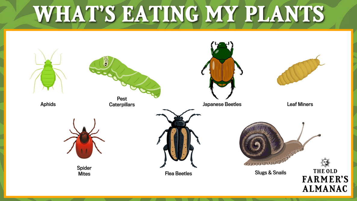 whats eating my plants graphic with aphids, snails, japanese beetles and more