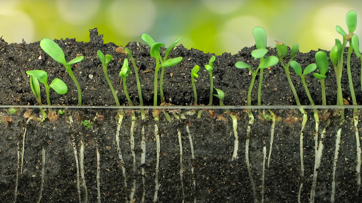Seed Germination