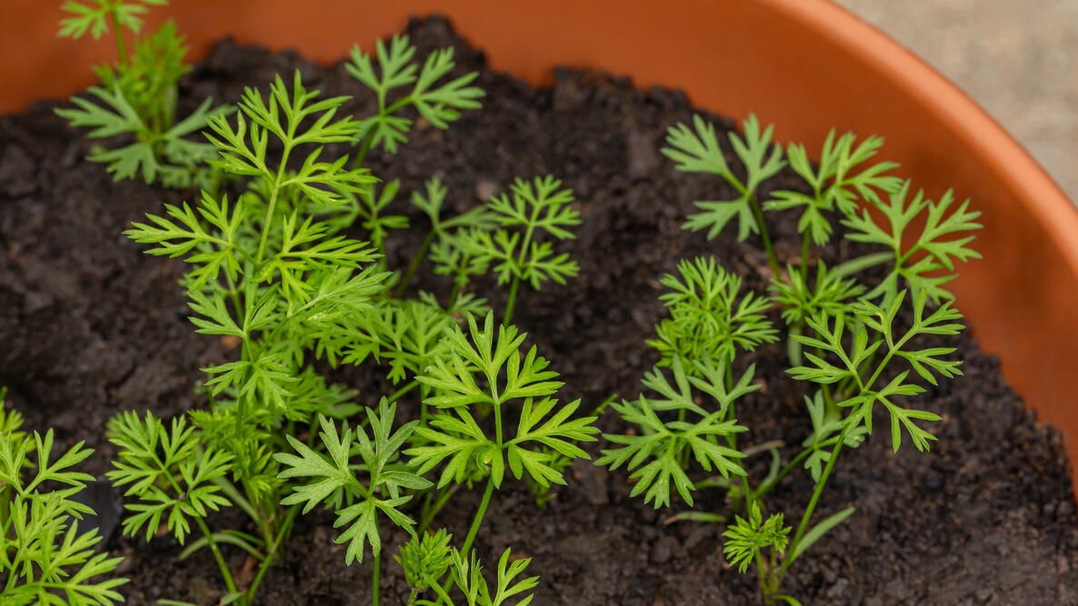 Carrot seedlings growing in terracotta pot