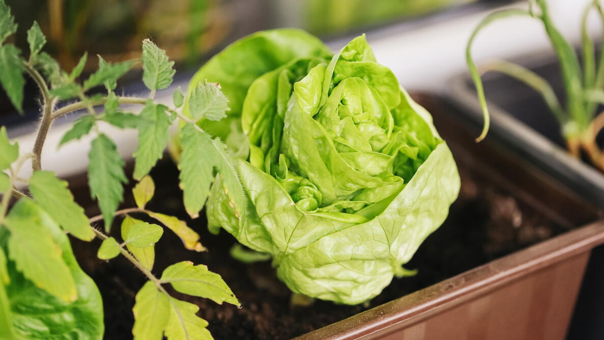 Growing Lettuce in Containers Hero Image
