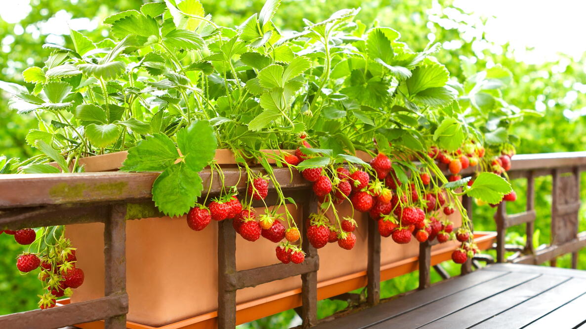 Strawberries growing in a balcony container