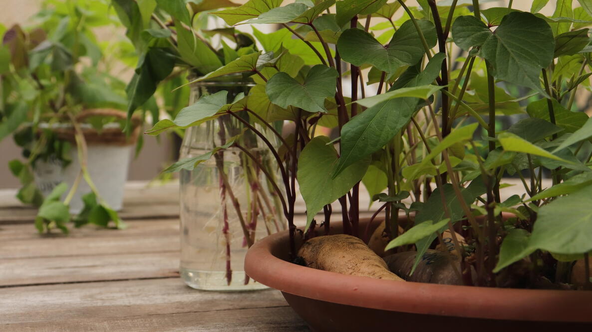 Growing Sweet Potatoes in Containers & Pots Hero Image
