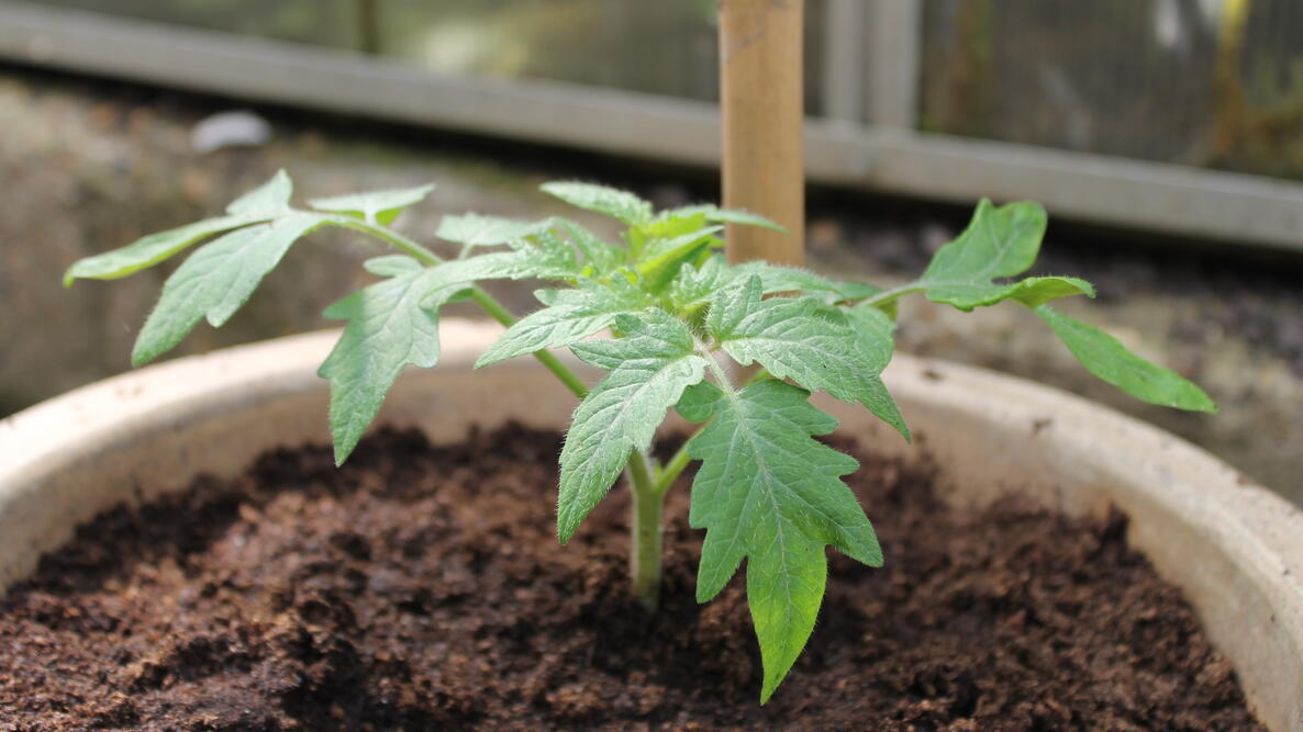 Growing Tomatoes in Containers and Pots Feature Image