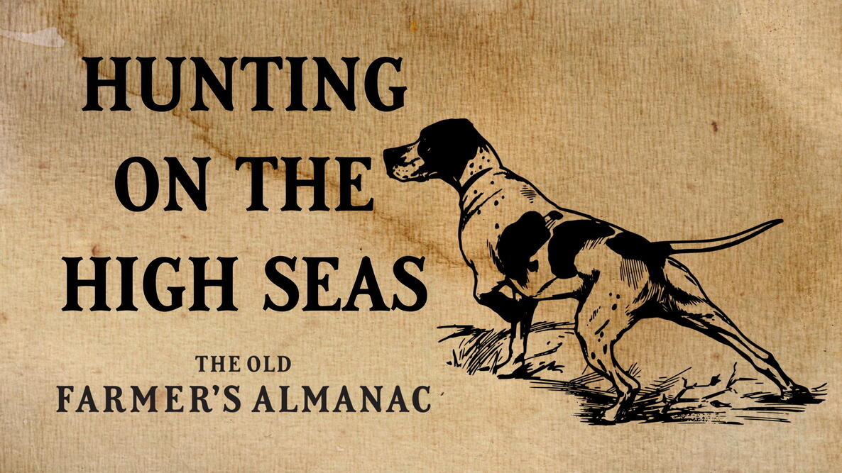 pointer dog, hunting on the high seas