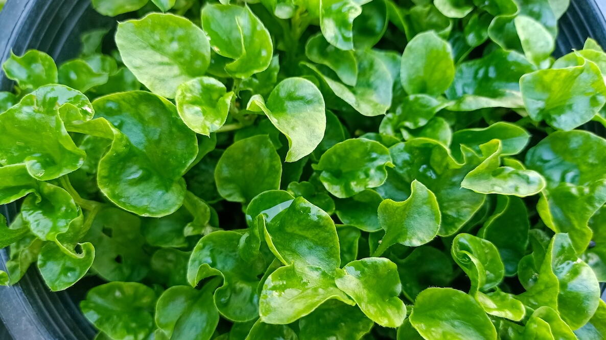 Fresh, peppery watercress—one of nature’s most nutrient-packed greens