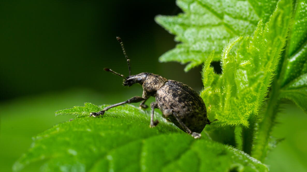 A black vine weevil on a privet leaf