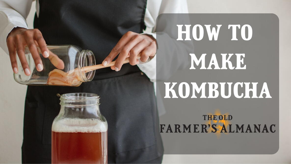 how to make kombucha, the old farmers almanac, scobi/mother in a bottle