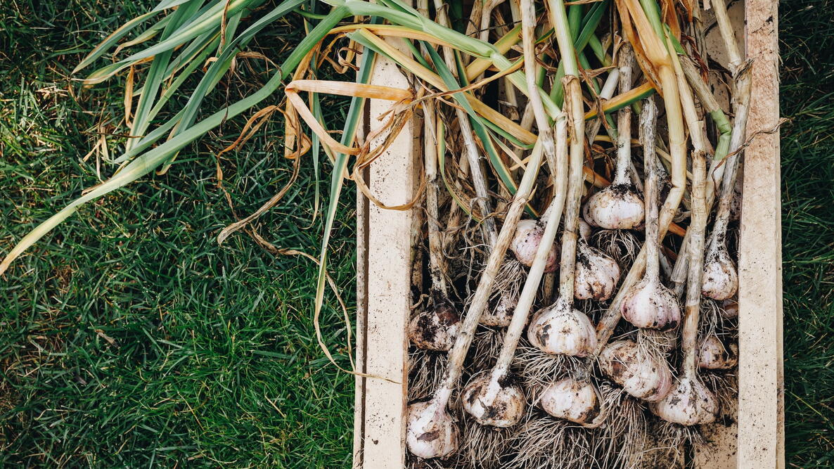 How to Plant and Grow Garlic in Containers Feature Image
