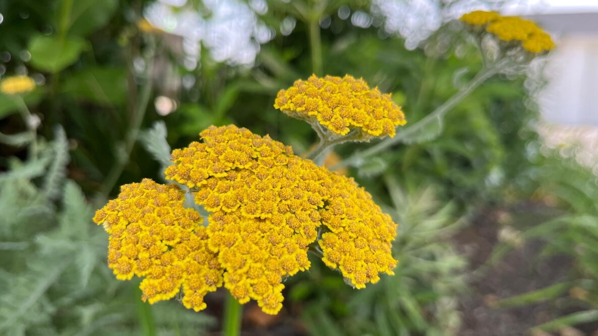 Yarrow plant, growing yarrow flowers