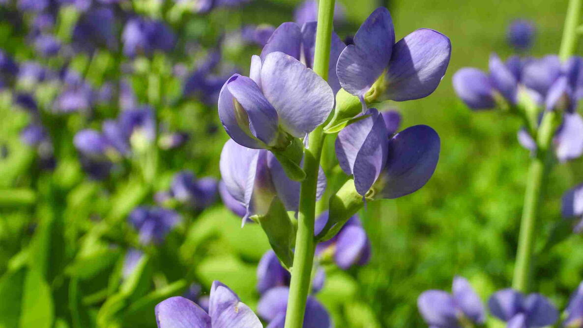 Baptisia australis (Blue Wild Indigo) Native North American Prairie Wildflower