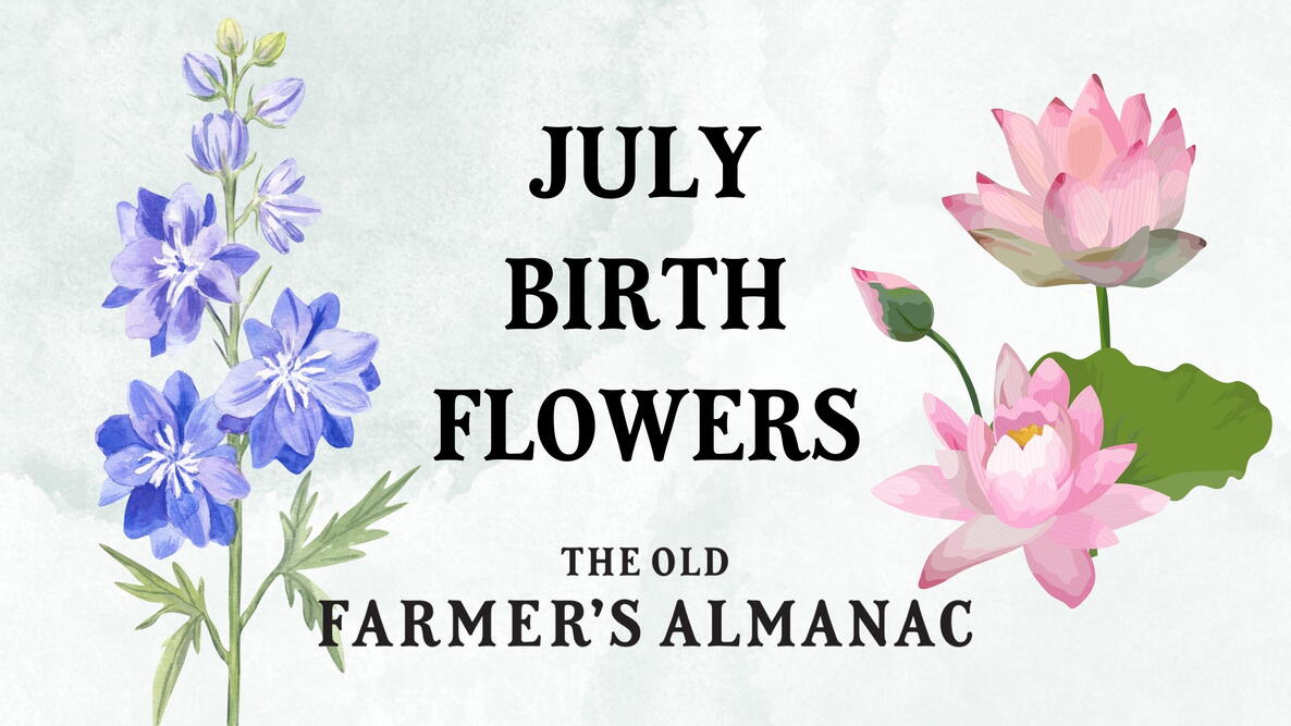 July Birth Flowers: Larkspurs and Water Lilies