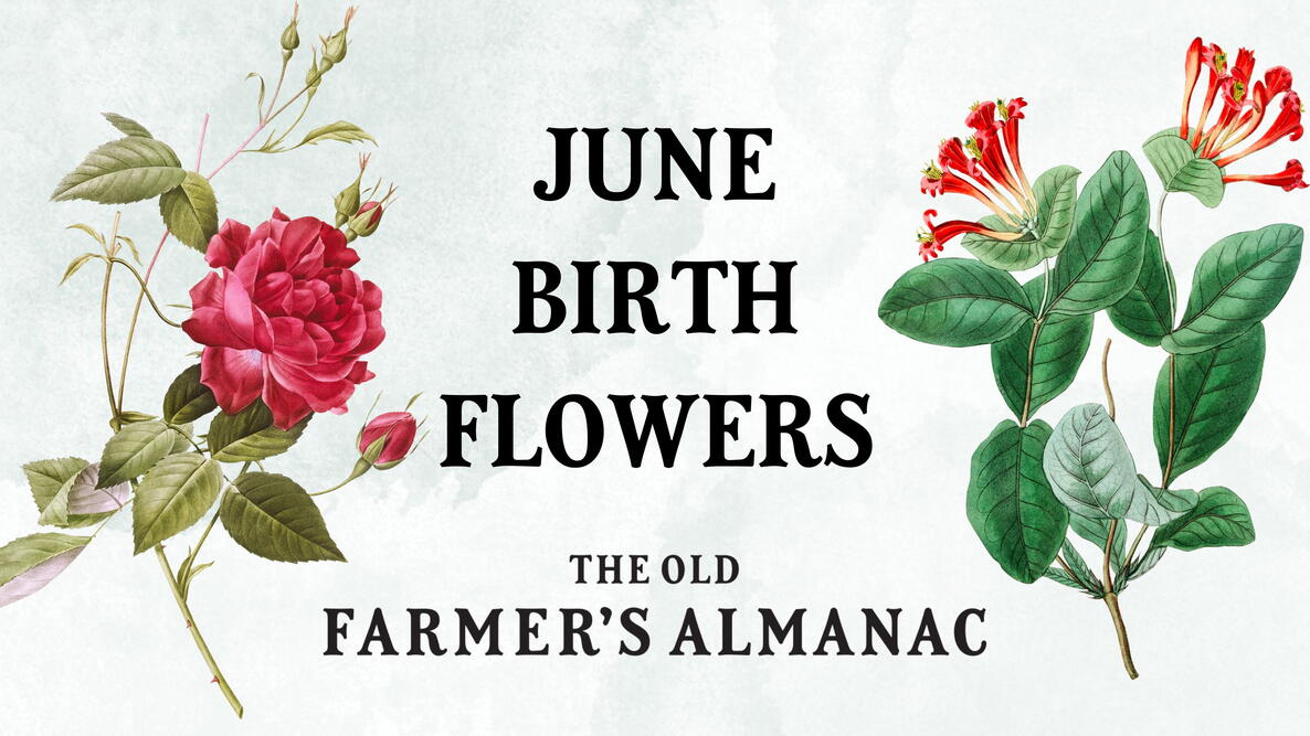 June Birth Flowers: Roses and Honeysuckles