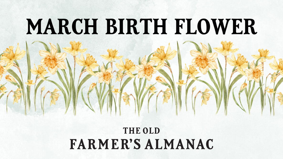 March Birth Flower: Daffodils