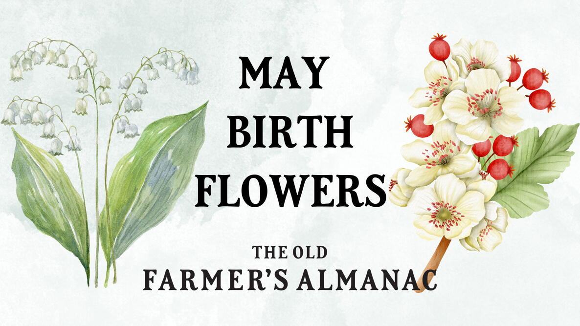 may birth flowers, lily of the valley and hawthorn illustrations on a watercolor background