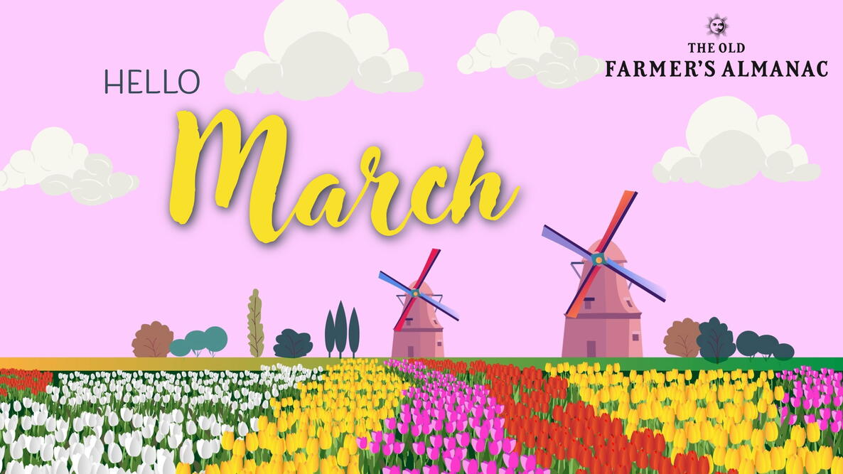 hello march, tulips and windmill