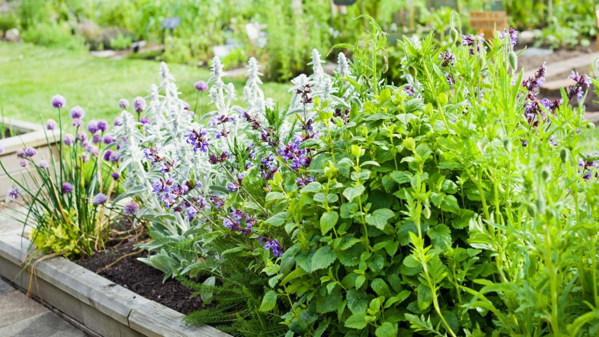 Medicinal Garden 