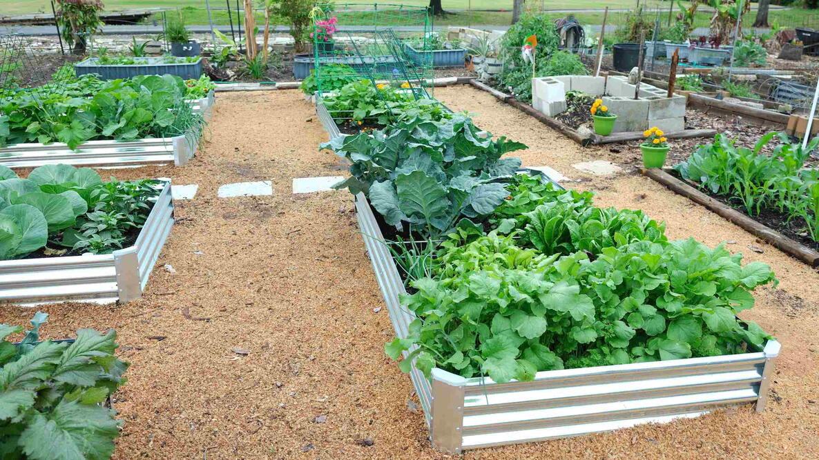 Vegetable garden layout with galvanized metal raised beds and gravel pathways