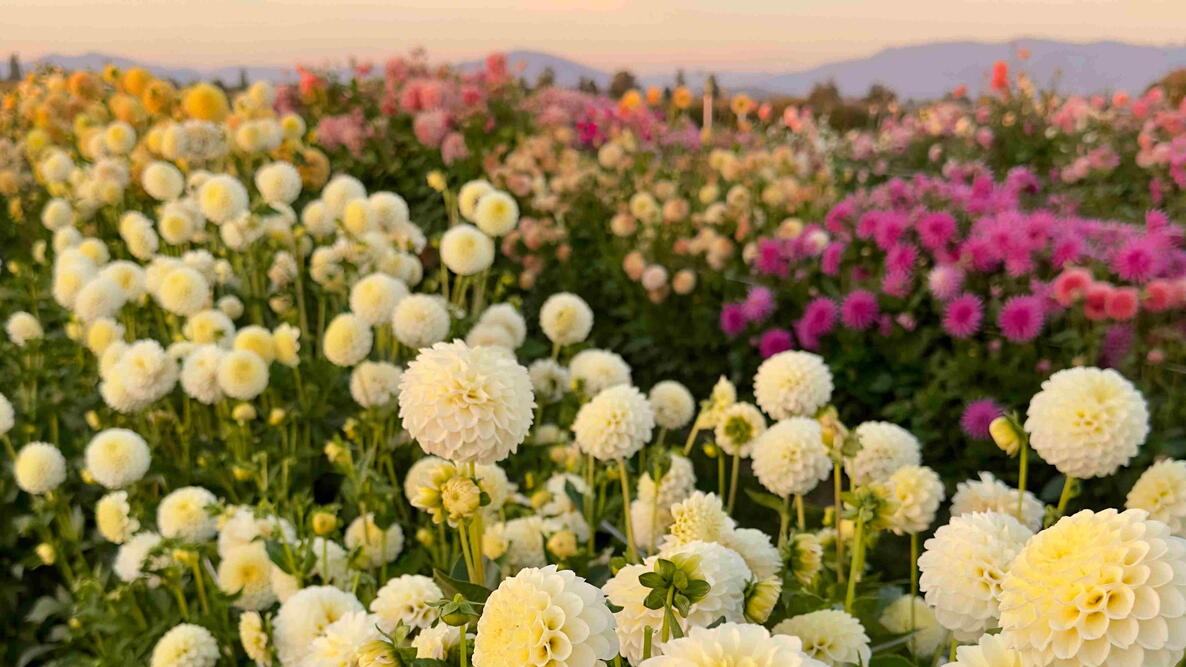 Field of blooming dahlias in mixed colors at sunset