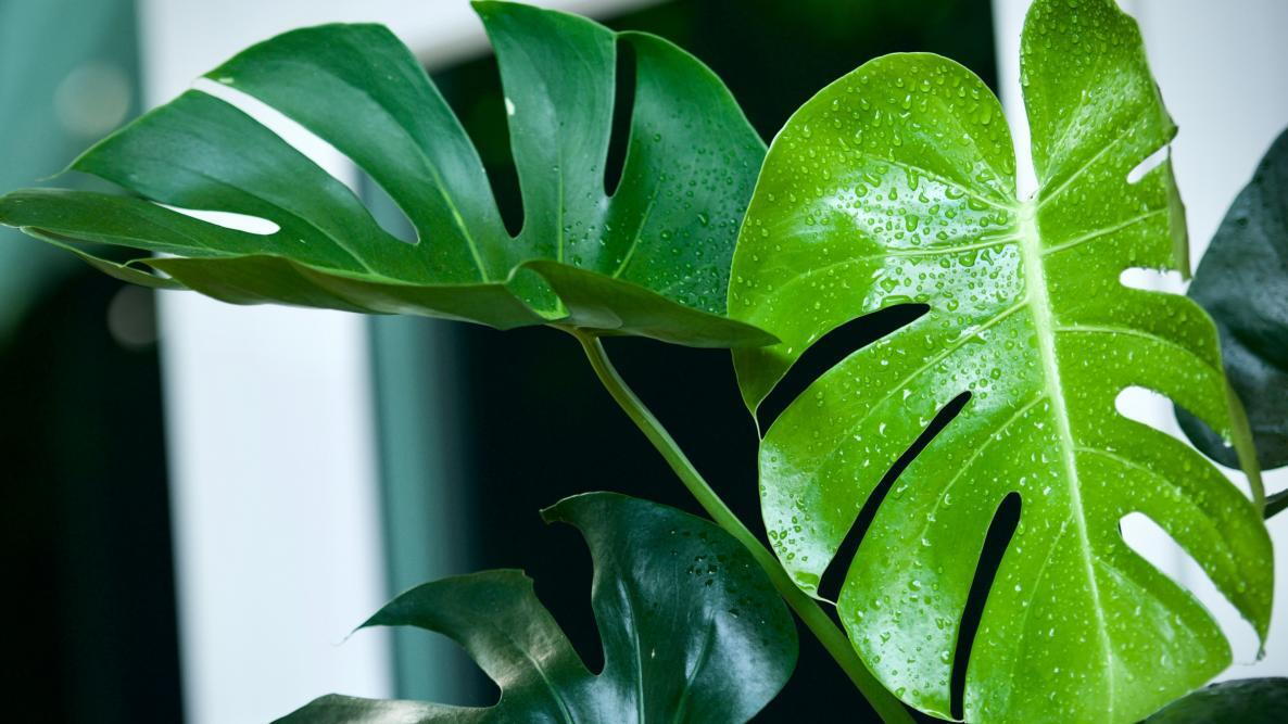 Monstera