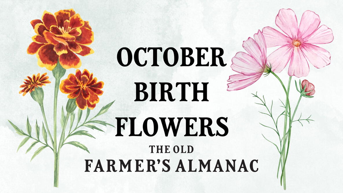 October Birth Flowers: Marigolds and Cosmos
