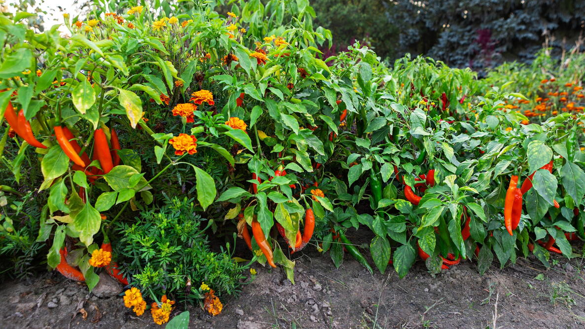 Pepper Companion Plants Hero Image