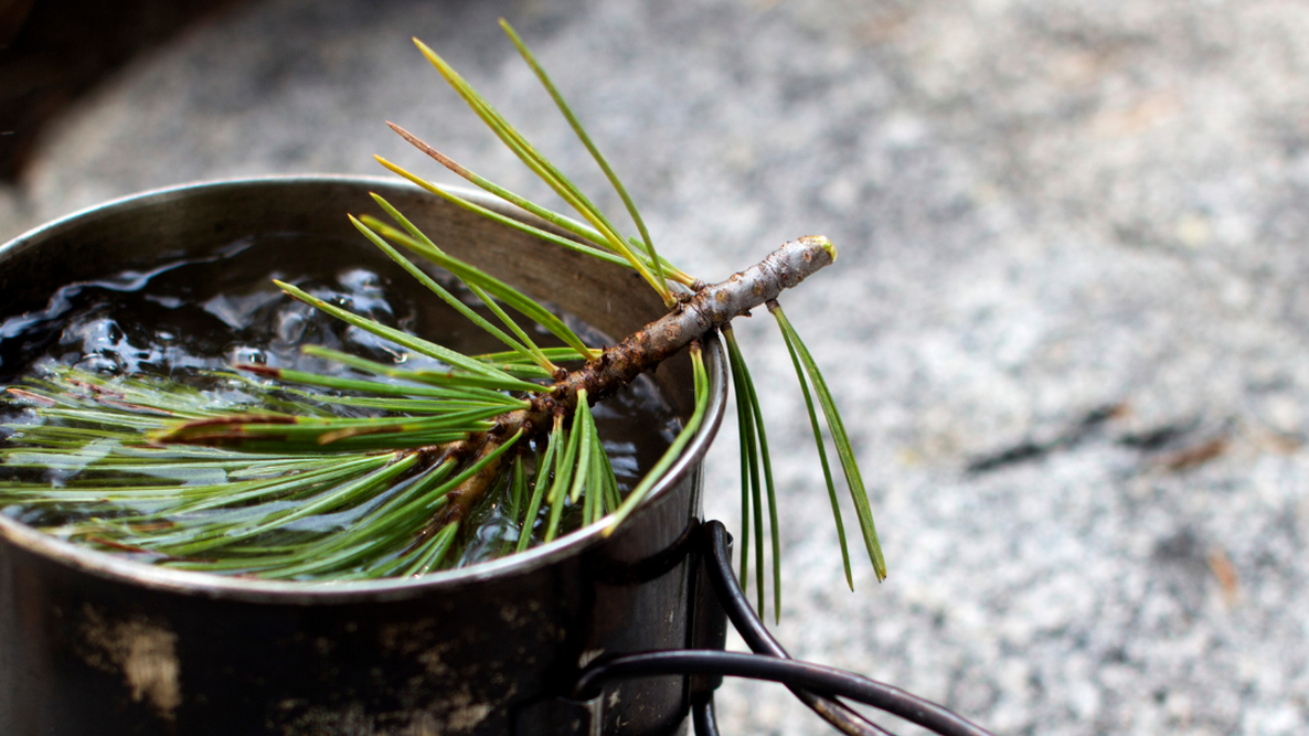 Pine needle tea cup 