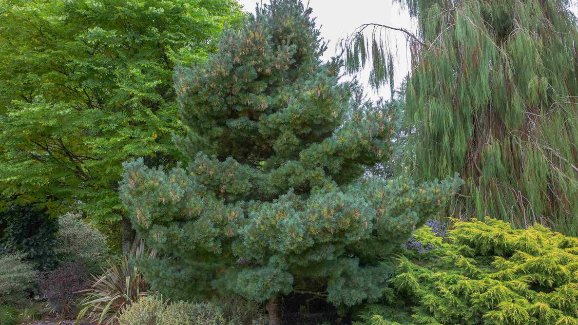Dwarf Eastern white pine with blue-green needles growing in a residential garden