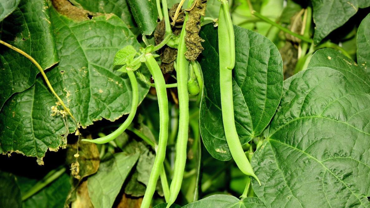 Pole Beans Kentucky Wonder