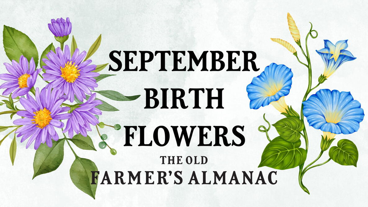 September Birth Flowers: Asters and Morning Glories