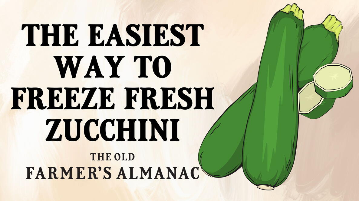 freezing fresh zucchini. zucchini illustration.
