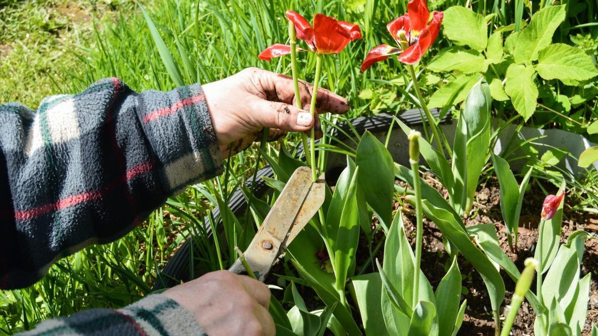 Tulips Deadheading