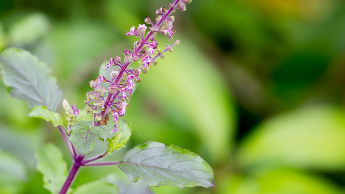 Holy Basil plant