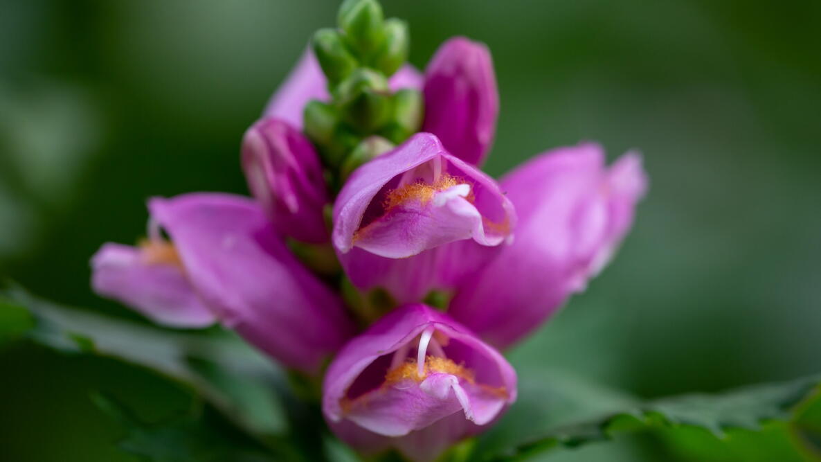 Purple turtlehead flower