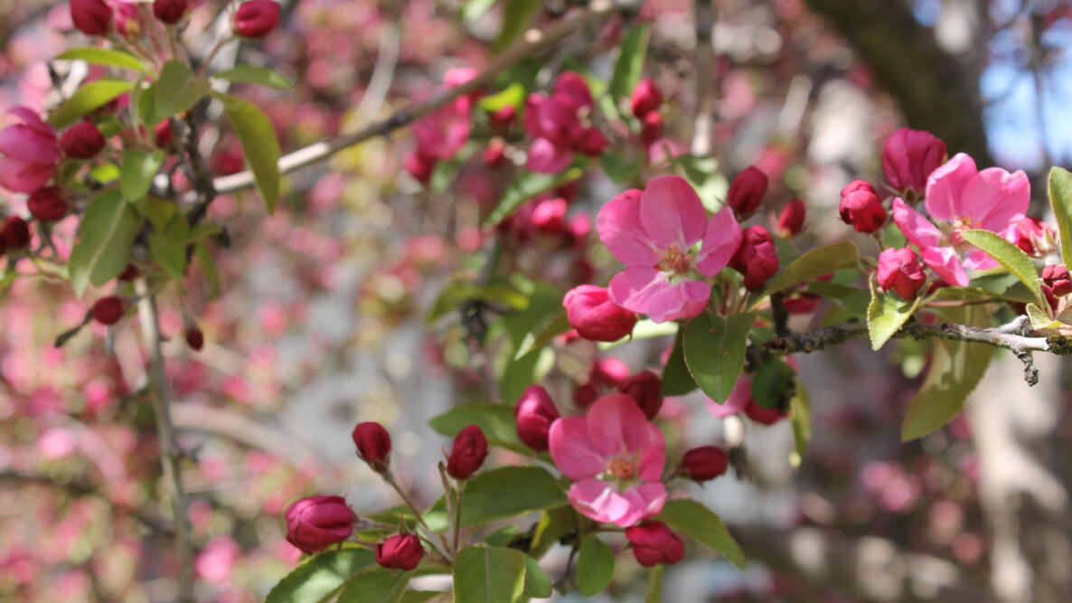 crabapple tree with pink flowers on it