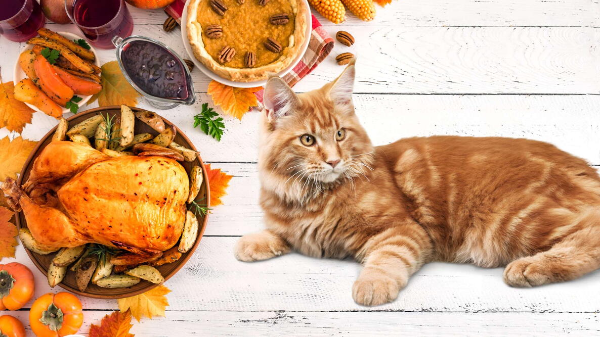 cat lying on thanksgiving table with turkey and pumpkin pie