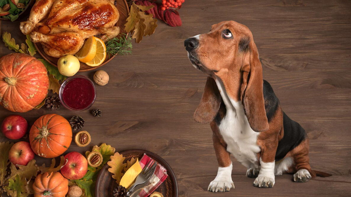 basset hound looking at thanksgiving dinner with turkey and pumpkins, can dogs eat your feast