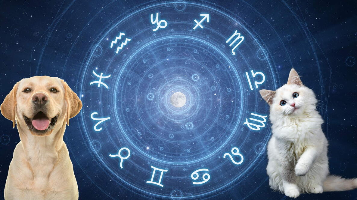 pet zodiac signs, which star sign is your dog and cat. golden retriever and long haired cat