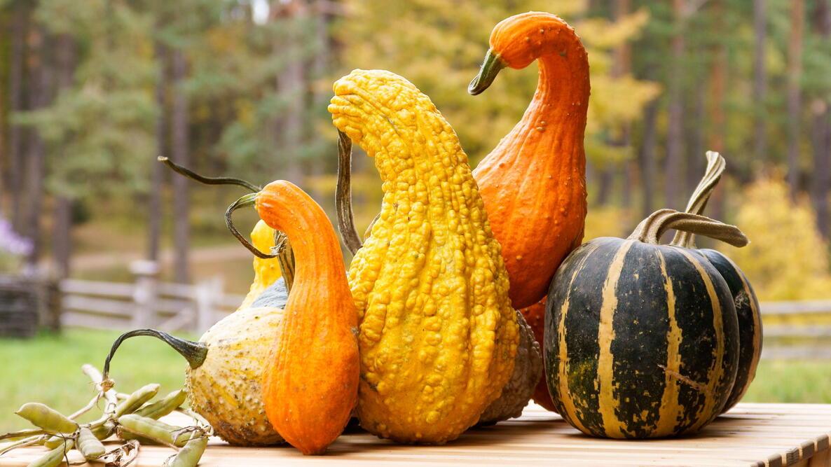gourds on table in the fall.