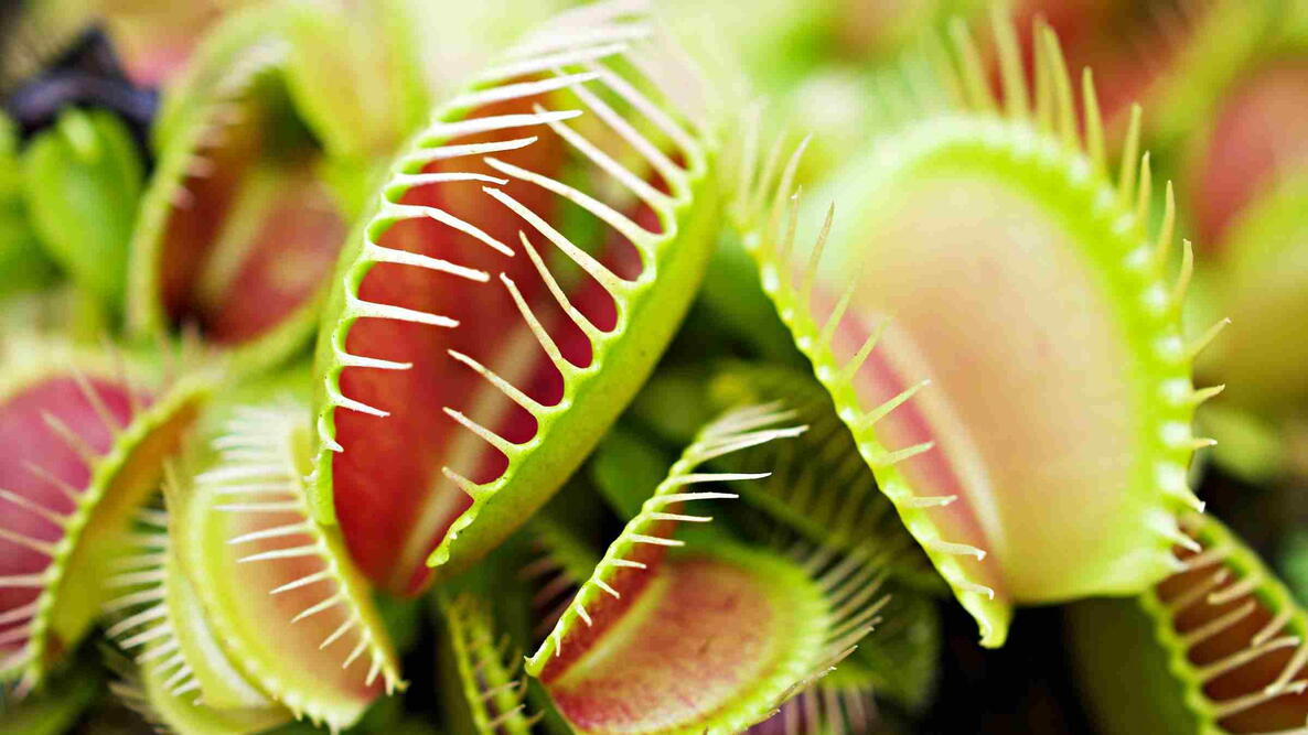 Venus Flytrap Close-up