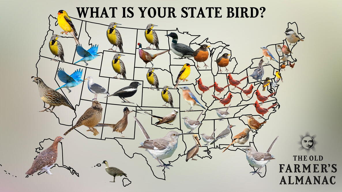 50 State Birds